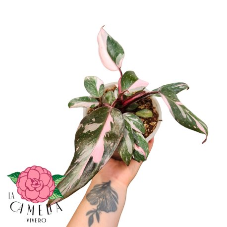 Philodendron Pink Princes