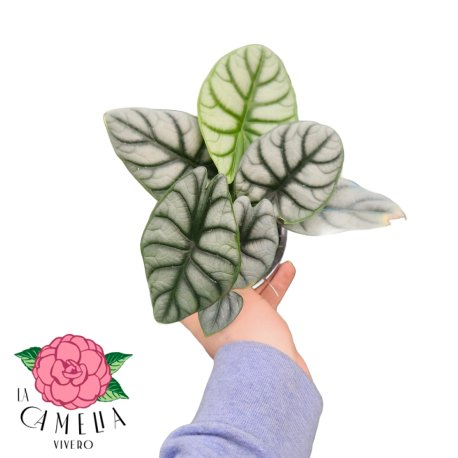 Alocasia Silver Dragon