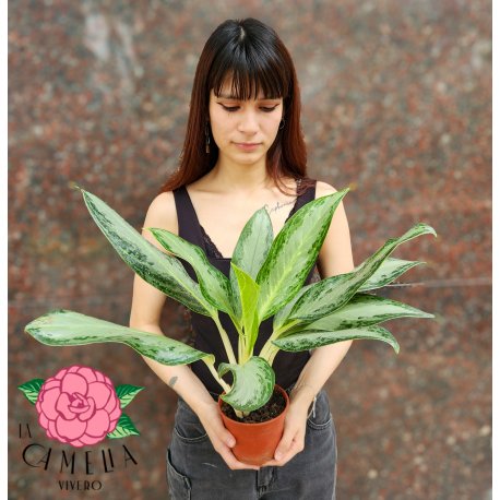 Aglaonema Bahia Plateada M12