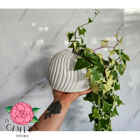 Maceta estante+ senecio Macroglossus
