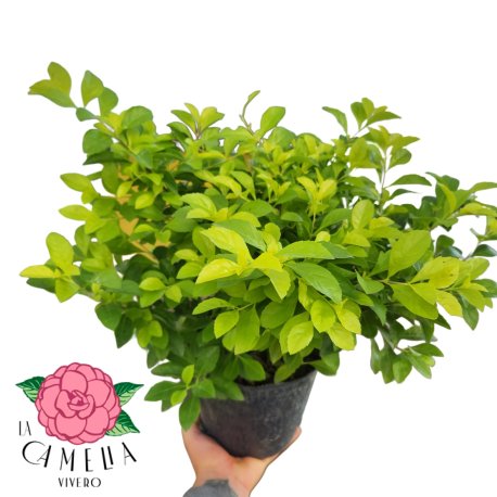 Duranta 3LT