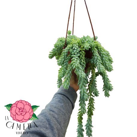 Sedum bols 15