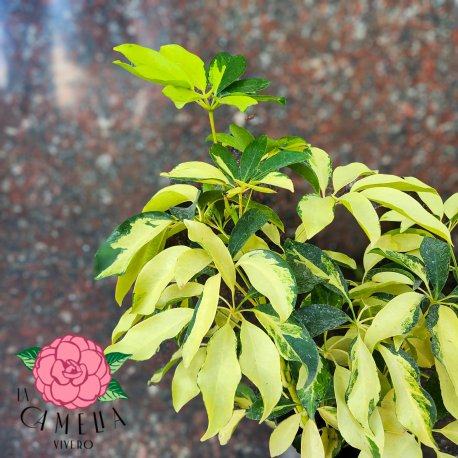 Aralia Schefflera Variegada 3LT