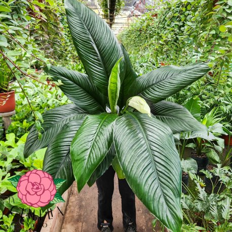 Spathiphyllum Sensacion M25