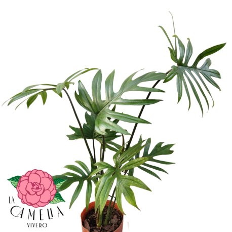 Philodendron elegans 3LT
