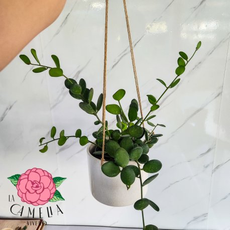 Maceta Ceramica Colgante Grande