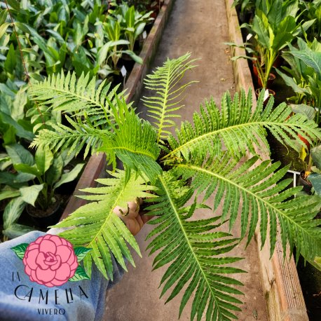 Blechnum Silver Lady 3LT