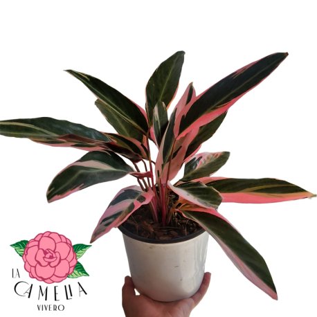 calathea triostar m 15