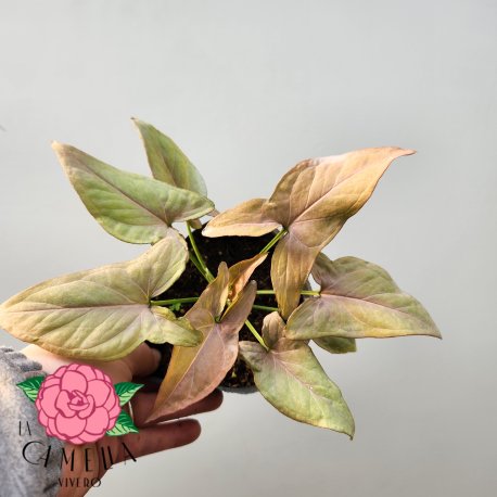 Syngonium Rosa M12