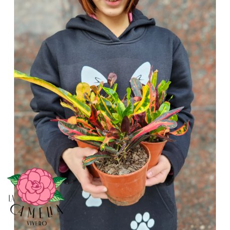 Croton Tirabuzon Codiaeum M12
