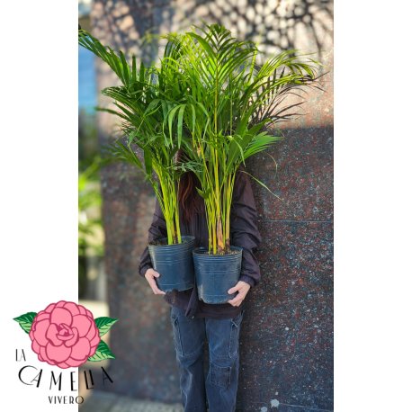 Palmera Areca 5lts