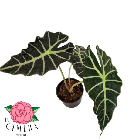 alocasia amazonica