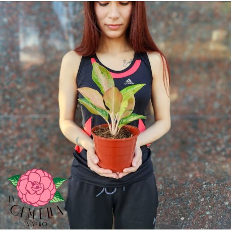 Aglaonema Lawan (rosada) M13