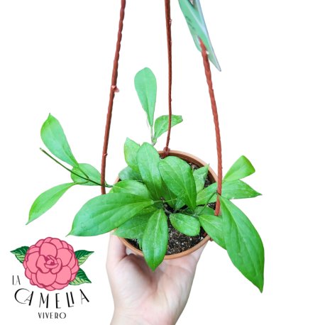Hoya Fitchii