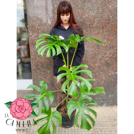 Philodendro Monstera 8 L / 10 L