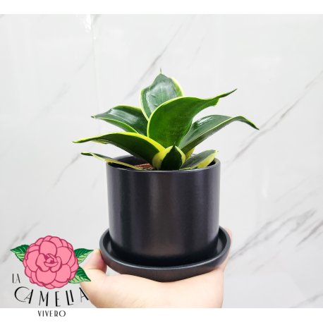 Cilindro Chico con plato