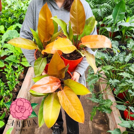 Philodendron Orange M17