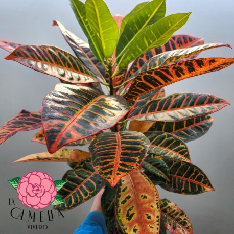 Croton petra m15