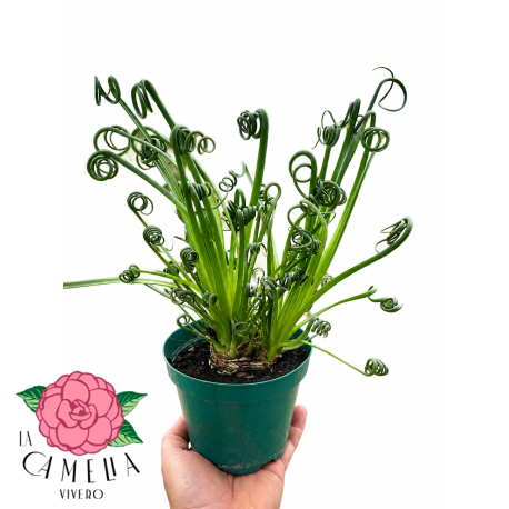 Albuca Rizada