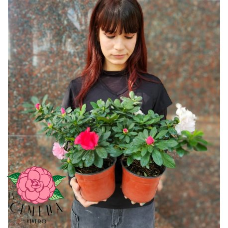 Azalea Doble M14