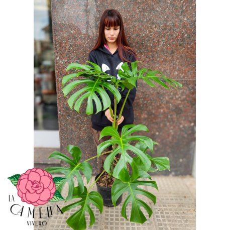Philodendro Monstera 8 L / 10 L