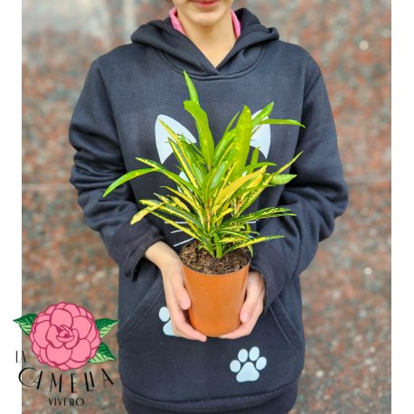 Croton  Fideo Cinta M12