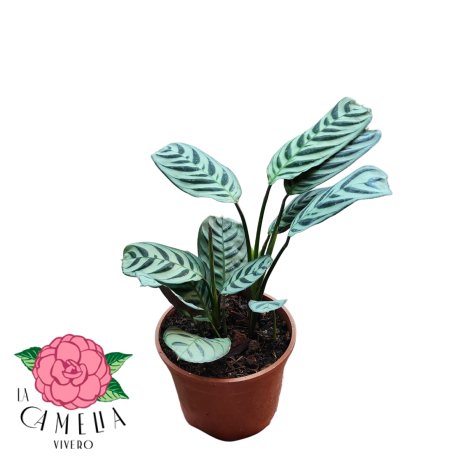 Maranta Puertorriqueña M13
