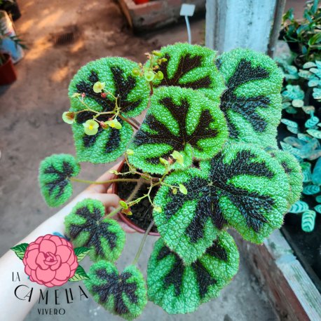 Begonia Cruz de Hierro M15
