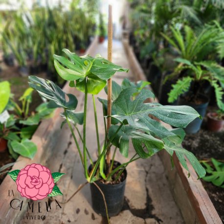Philodendron monstera 10 lts