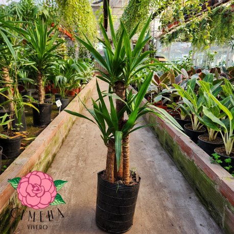 Yuca 3 Troncos 8 LT