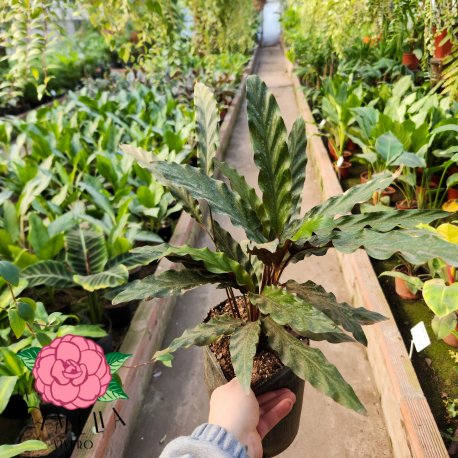 Calathea Rufibarba 3 L