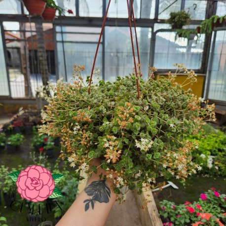 Crassula pellucida