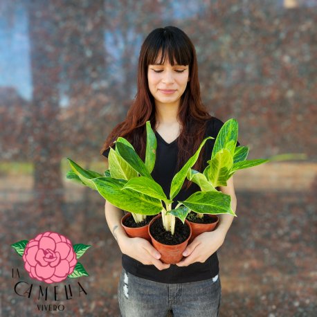 Aglaonema King Of Siam M12