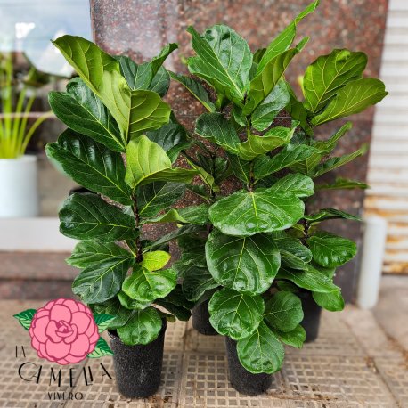 Pandurata Lyrata 7LT