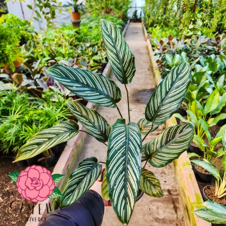 Calathea Sanderiana M14 (Mil Rayas)