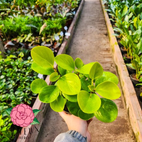 Peperomia Lemons M12