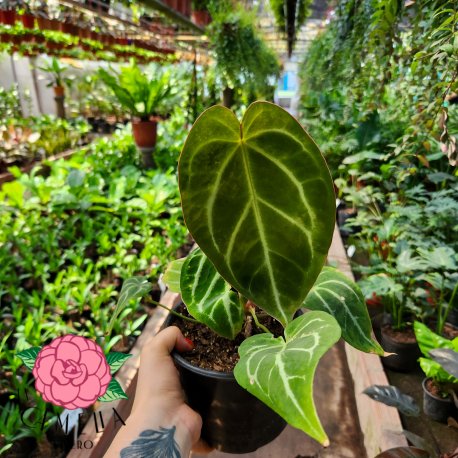 Anthurium crystallinum