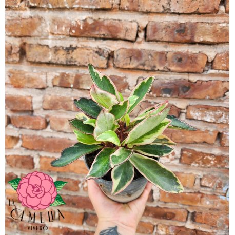 Peperomia Tricolor