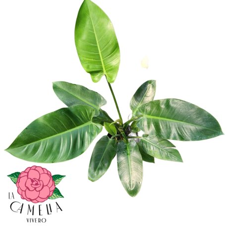 Philodendron Imperial Green 3LT