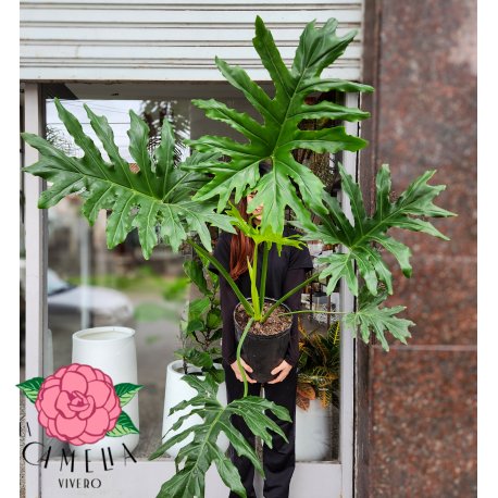 Philodendron Wambe 10LT