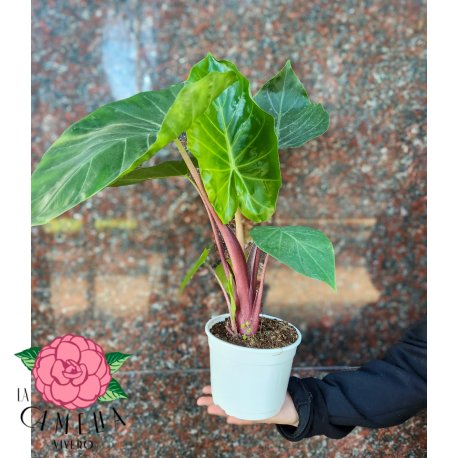 Alocasia Imperial Red