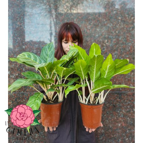 Aglaonema Costa Rica