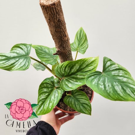 Philodendron mamei m12 c/tutor