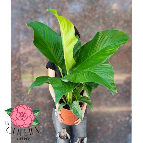 Spathiphyllum New Sensacion M18