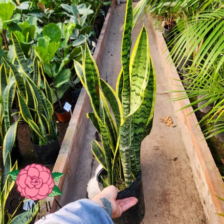 Sansevieria Laurentii 3LT