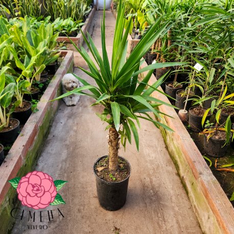 Yuca 1 Tronco 8LT