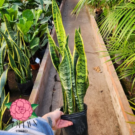 Sansevieria Laurentii 3LT