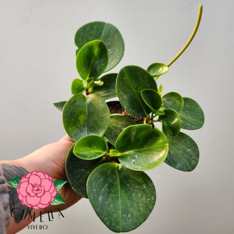 Peperomia Verde