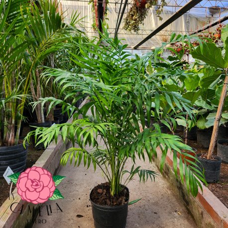 Chamaedorea 8LT