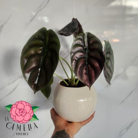 Maceta esfera +alocasia cuprea